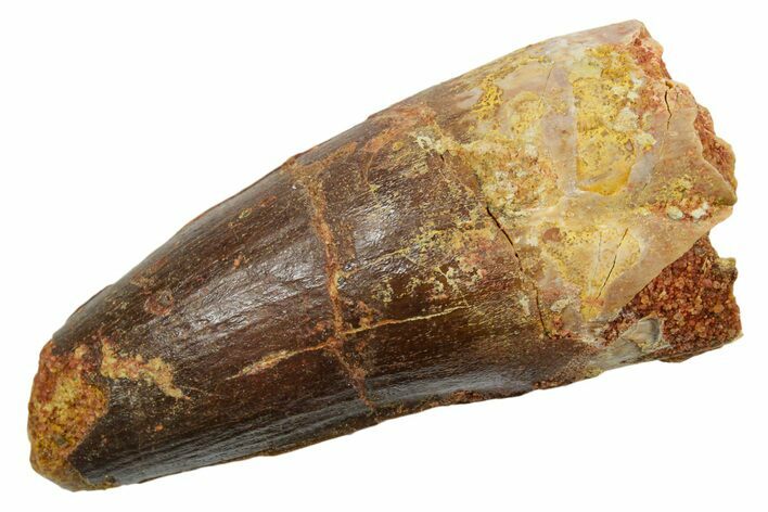 Fossil Spinosaurus Tooth - Feeding Worn Tip #349756